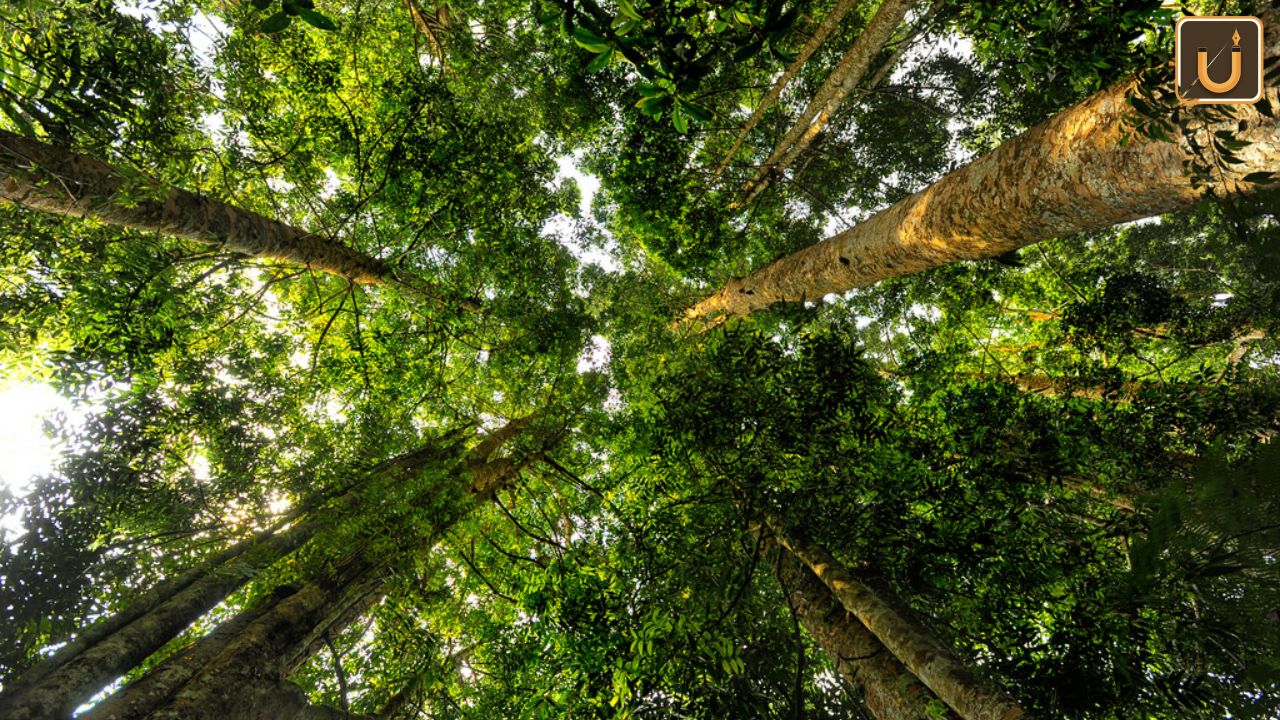 Usthadian Academy / India’s Tree Cover Loss Since 2000: Insights from Global Forest Watch | 18 apr 2024 Usthadian Academy / India’s Tree Cover Loss Since 2000: Insights from Global Forest Watch